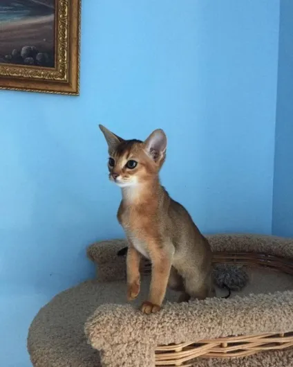 Ru-pets - все про домашніх вихованців