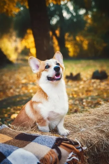 Ru-pets - все про домашніх вихованців