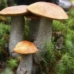 Збір красноголовців якого кольору, коли збирати і де росте гриб (красноголовців) Збір красноголовців якого кольору, коли збирати і де росте гриб