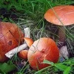 Збір красноголовців якого кольору, коли збирати і де росте гриб (збір) Збір красноголовців якого кольору, коли збирати і де росте гриб