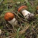 Збір красноголовців якого кольору, коли збирати і де росте гриб (якого кольору підосичники буває зростає збирати збір гриб) Збір красноголовців якого кольору, коли збирати і де росте гриб