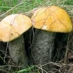 Збір красноголовців якого кольору, коли збирати і де росте гриб (кольори) Збір красноголовців якого кольору, коли збирати і де росте гриб
