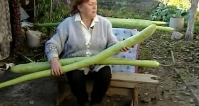 Найбільший огірок у світі
