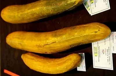 Найбільший огірок у світі