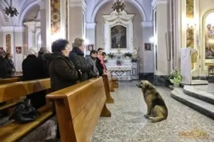 Найзворушливіші історії про собачу відданість (10 фото) (фото) Найзворушливіші історії про собачу відданість (10 фото)