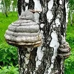 З чого почати лікування раку, не хворій-ка (засіб «7 склянок») З чого почати лікування раку, не хворій-ка