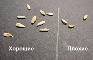 Секрети вирощування огірків в мішках (вирощування) Секрети вирощування огірків в мішках