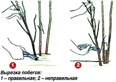 Секрети отримання великих врожаїв малини (врожаїв) Секрети отримання великих врожаїв малини