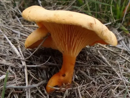 Їстівний пластинчастий гриб лисичка фото, відео та короткий опис, як виглядають лисички різних (лисичка) Їстівний пластинчастий гриб лисичка фото, відео та короткий опис, як виглядають лисички різних