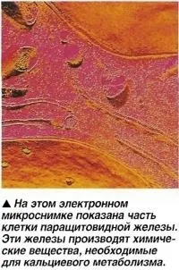 Щитовидна і паращитовидної залози (знання - анатомія людини) (залози) Щитовидна і паращитовидної залози (знання - анатомія людини)
