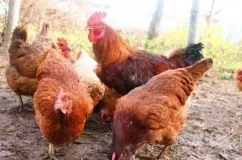 Шейвер браун порода курей опис з фото, необхідний догляд та утримання з відгуками заводчиків (шейвер) Шейвер браун порода курей опис з фото, необхідний догляд та утримання з відгуками заводчиків