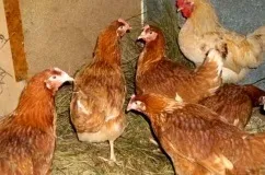 Шейвер браун порода курей опис з фото, необхідний догляд та утримання з відгуками заводчиків (шейвер браун) Шейвер браун порода курей опис з фото, необхідний догляд та утримання з відгуками заводчиків