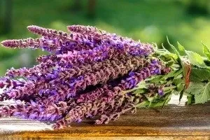 Шавлія корисні властивості і протипоказання, як приймати (шавлія лікувальні властивості) Шавлія корисні властивості і протипоказання, як приймати