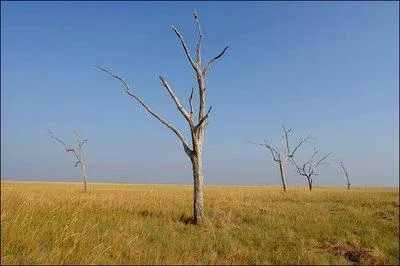 Широколистяні ліси особливості, рельєф, рослини і тварини (рельєф) Широколистяні ліси особливості, рельєф, рослини і тварини