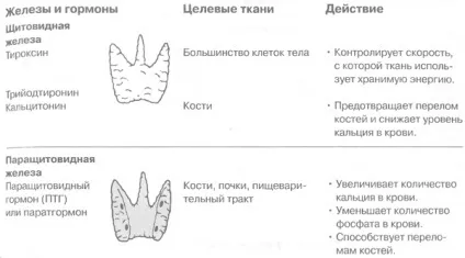 Щитовидна і паращитовидної залози 1 (наднирники) Щитовидна і паращитовидної залози 1