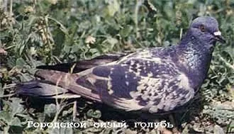 Сизий голуб, дикий сизий голуб (columba livia) сизий, забарвлення поширення ареал поведінку (сизий) Сизий голуб, дикий сизий голуб (columba livia) сизий, забарвлення поширення ареал поведінку