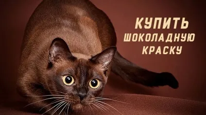 Шоколадний колір волосся - 30 свіжих ідей з фото і описом (колір) Шоколадний колір волосся - 30 свіжих ідей з фото і описом