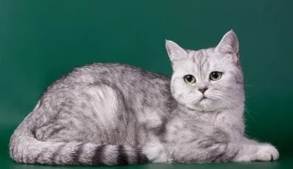 Шотландський скоттиш-страйт фото, опис породи, характер, ціна (скоттиш-страйт) Шотландський скоттиш-страйт фото, опис породи, характер, ціна