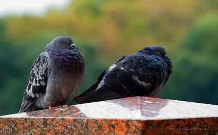 Сизий голуб, дикий сизий голуб (columba livia) сизий, забарвлення поширення ареал поведінку (сизий) Сизий голуб, дикий сизий голуб (columba livia) сизий, забарвлення поширення ареал поведінку
