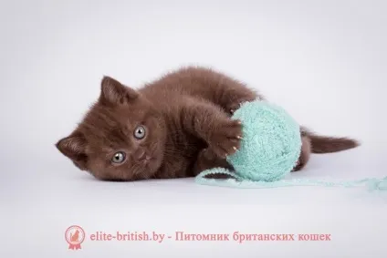 Шоколадний забарвлення британських кішок (британці окрас шоколадний) Шоколадний забарвлення британських кішок