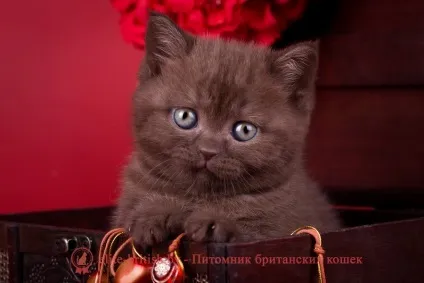 Шоколадний забарвлення британських кішок (кішки британці шоколадні) Шоколадний забарвлення британських кішок