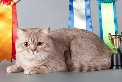 Шотландський скоттиш-страйт фото, опис породи, характер, ціна (скоттиш-страйт) Шотландський скоттиш-страйт фото, опис породи, характер, ціна