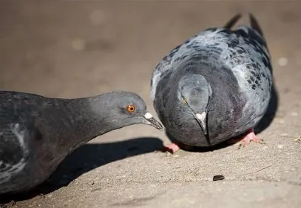 Сизий голуб, дикий сизий голуб (columba livia) сизий, забарвлення поширення ареал поведінку (livia) Сизий голуб, дикий сизий голуб (columba livia) сизий, забарвлення поширення ареал поведінку