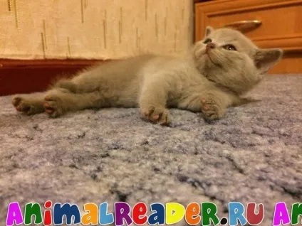 Шотландська прямоухая кішка (скоттиш страйт) характеристика породи (кішка) Шотландська прямоухая кішка (скоттиш страйт) характеристика породи
