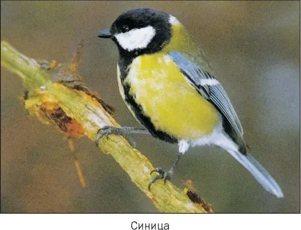 Синиця - це