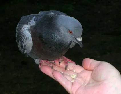 Сизий голуб, дикий сизий голуб (columba livia) сизий, забарвлення поширення ареал поведінку (голуб) Сизий голуб, дикий сизий голуб (columba livia) сизий, забарвлення поширення ареал поведінку