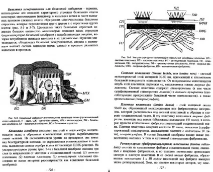 Завантажити безкоштовно биків в () Завантажити безкоштовно биків в