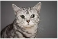 Скоттиш страйт шотландська прямоухая кішка фото (страйт) Скоттиш страйт шотландська прямоухая кішка фото