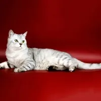Скоттиш-страйт (шотландська прямоухая кішка) характеристика породи (скоттиш-страйт) Скоттиш-страйт (шотландська прямоухая кішка) характеристика породи