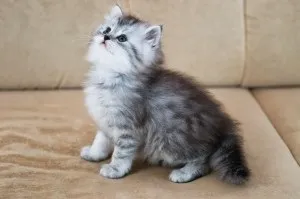 Скоттиш страйт шотландська прямоухая кішка фото (страйт) Скоттиш страйт шотландська прямоухая кішка фото