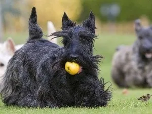 Скотч тер'єр основні риси породи