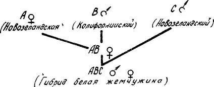 Схрещування кроликів різних порід (різних) Схрещування кроликів різних порід
