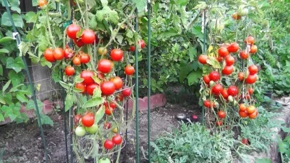 Скільки разів доїти корову, топсадовнік (потрібно доїти корову) Скільки разів доїти корову, топсадовнік