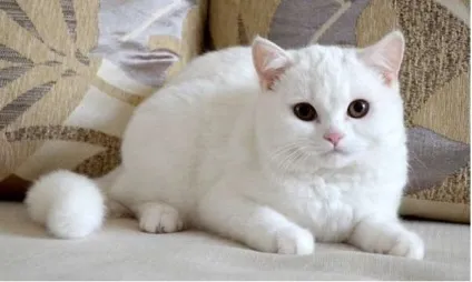 Скоттиш страйт шотландська прямоухая кішка фото (шотландська) Скоттиш страйт шотландська прямоухая кішка фото