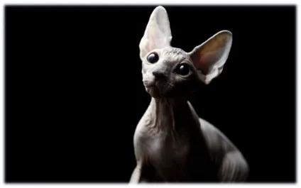 Смішні коти-200 штук позитиву (смішні) Смішні коти-200 штук позитиву