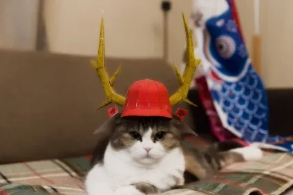 Смішні коти і кішки