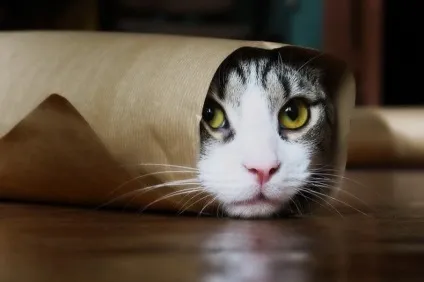 Смішні коти і кішки