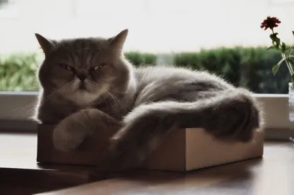 Смішні коти і кішки