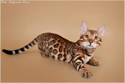Скільки коштує бенгальський кошеня (скільки) Скільки коштує бенгальський кошеня