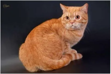 Скоттиш страйт шотландська прямоухая кішка фото (прямоухая) Скоттиш страйт шотландська прямоухая кішка фото
