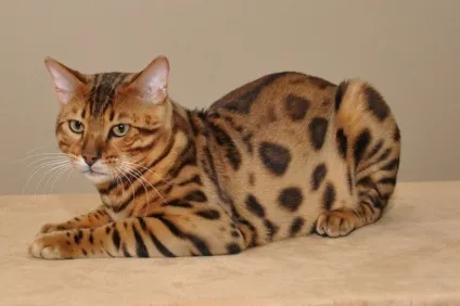 Скільки коштує бенгальський кошеня (скільки) Скільки коштує бенгальський кошеня