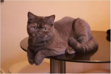 Скоттиш страйт шотландська прямоухая кішка фото (шотландська) Скоттиш страйт шотландська прямоухая кішка фото