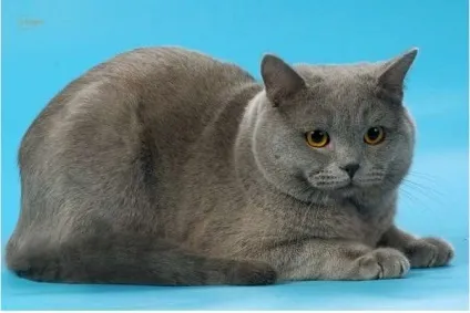 Скоттиш страйт шотландська прямоухая кішка фото (скоттиш) Скоттиш страйт шотландська прямоухая кішка фото