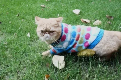 Смішні коти і кішки