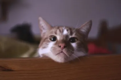 Смішні коти і кішки