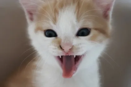 Смішні коти і кішки